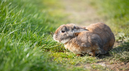 Domestic rabbit or bunny on a green spring meadow in nature, cute animal wildlife, pet on a farmの写真素材