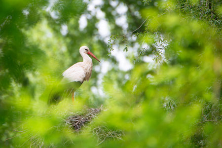 White storks on the nest surrounded by green trees, ciconia in spring, Oberhausen Heidelberg in Germanyの写真素材