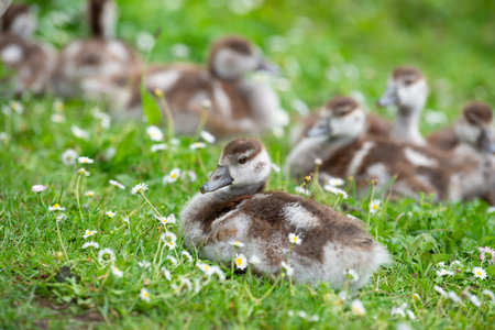Egyptian goose chick, alopochen aegyptiaca, on a meadow with daisy flowers in spring, animal and water birdの写真素材