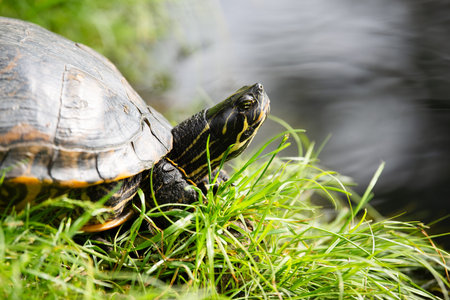 Yellow bellied eared turtle sitting on the riverbank of a pond, Trachemys scripta living in the US,...