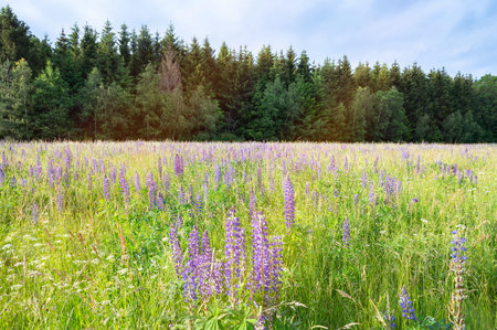 Wild lupins on a meadow in Germany, purple colored flowers in summer, lupine field bloomingの写真素材