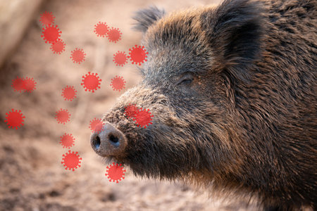 African swine fever, ASFV virus outbreak, infected wild boar, infectious disease spreading to forest animalsの写真素材