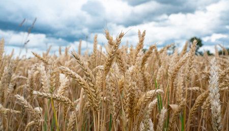 Field with cultivated wheat in Germany, harvest in the summer, agriculture for food, farmland on the countrysideの写真素材