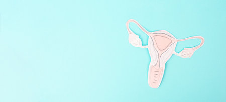 World Menopause Day, hormone replacement therapy, uterus organ, middle aged woman, fertility productionの写真素材