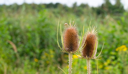 Wild dry thistles flower in summer, milk thistle meadow bloomingの写真素材