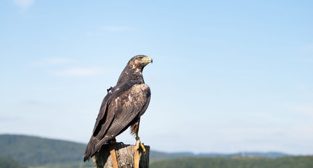 Black hawk, wildlife, raptor bird of prey on a tree trunk, habitat, forest and meadow landscape,...