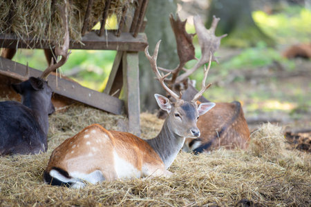 Red deer stag with antlers in autumn on a meadow, black forest in Germany, wildlife in the woodlandの写真素材