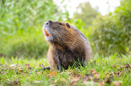 Nutria river rat, coypu herbivorous, semiaquatic rodent family Myocastoridae on the meadow, wildlife animals, habitant wetlandsの写真素材