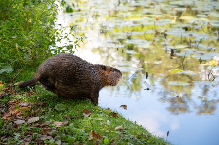 Nutria river rat, coypu herbivorous, semiaquatic rodent family Myocastoridae on the meadow, wildlife...