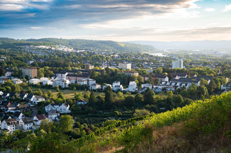 Grapes growing on the vine, vineyard in Trier, Moselle Valley in Germany, landscape and agriculture in rhineland palatineの写真素材