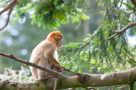 Barbary macaque ape sitting on a tree, rhesus monkey, wildlife, jungle habitat, young baby animalの写真素材