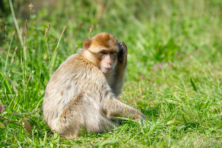 Barbary macaque ape, rhesus monkey, wildlife of North Africa, jungle habitat