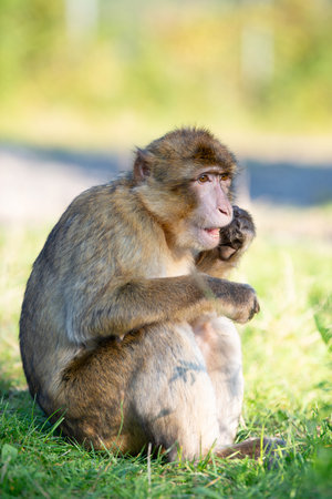 Barbary macaque ape, rhesus monkey, wildlife of North Africa, jungle habitat