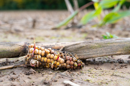 Rotten corn cob in a harvested field, sprouts growing from seeds, cultivated agriculture plants for food, farmland on the countrysideの写真素材
