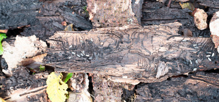 Tree bark infested with bark beetle, galleries and single winding tracks on a dead wood, dieback...