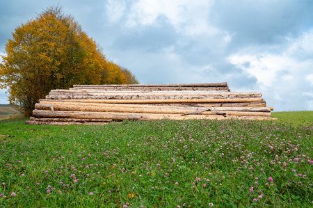 Chopped tree logs pilled up next to a forest, lumber wood industry, environmental, renewable energy, timber and deforestationの写真素材