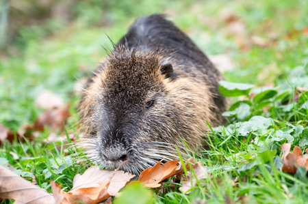 Nutria river rat, coypu herbivorous, semiaquatic rodent family Myocastoridae on the meadow, wildlife animals, habitant wetlandsの写真素材