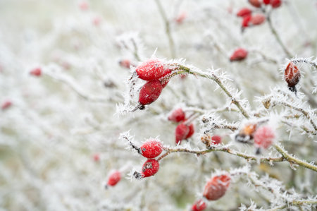 Rose hip bush with frost , cold frosty weather forecast in winter, snow covered plantの写真素材