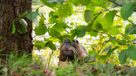 Nutria river rat, coypu herbivorous, semiaquatic rodent family Myocastoridae on the meadow, wildlife...