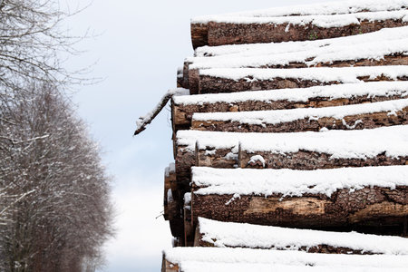 Chopped tree logs pilled up next to a forest covered with snow, lumber wood industry, environmental,...