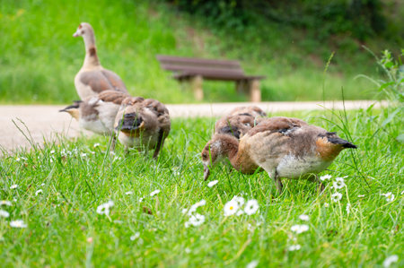 Egyptian goose chick with mother, alopochen aegyptiaca on a meadow with daisy flowers in spring, animal and water birdの写真素材