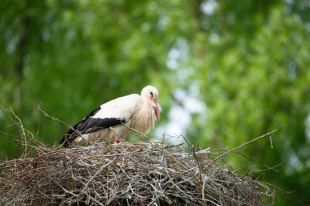 White storks on the nest surrounded by green trees, ciconia in spring, Oberhausen Heidelberg in...