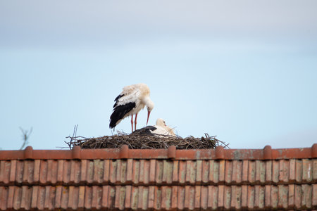 Couple white storks on the nest, stork breeding in spring, ciconia, Alsace France, Oberbronnの写真素材