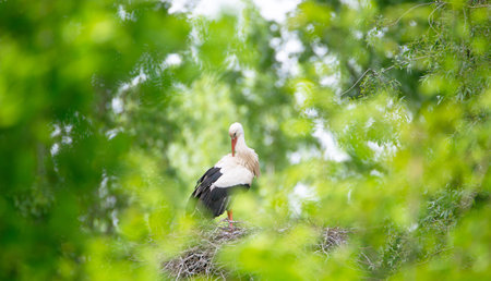 White storks on the nest surrounded by green trees, ciconia in spring, Oberhausen Heidelberg in Germanyの写真素材