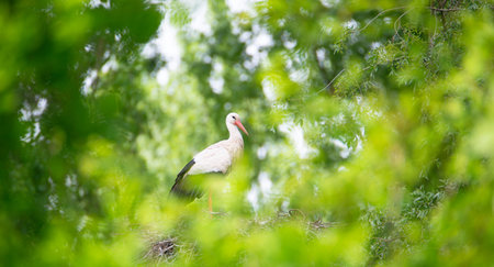 White storks on the nest surrounded by green trees, ciconia in spring, Oberhausen Heidelberg in Germanyの写真素材