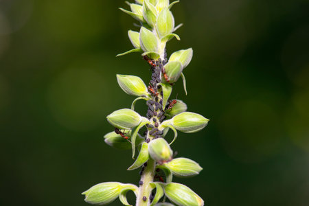 Aphids and ants on a plant, sap sucking insects, Aphidoidea, greenfly or blackfly, insect in the...