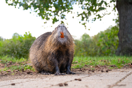 Nutria river rat, coypu herbivorous, semiaquatic rodent family Myocastoridae on the meadow, wildlife animals, habitant wetlandsの写真素材