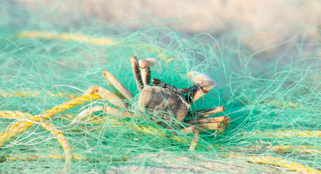 Crab caught in a fishing net on the beach of Goa, Arabian Sea, ocean animal