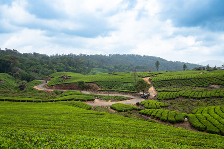 Tea plantation in Munnar, South India, landscape with fields in Kerala, view of the rolling garden...