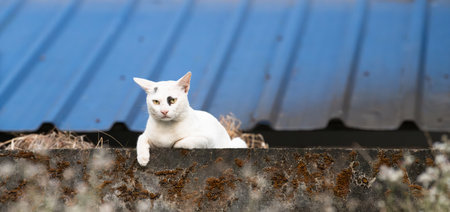 White street cat sitting on a roof in India, stray petの写真素材