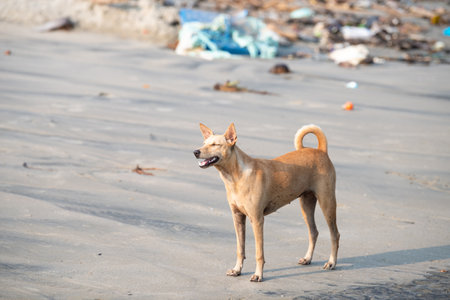 Street dogs on the beach of Kochi, India, abandoned, stray pet, Indian pariah dogの写真素材