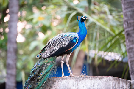 Blue peacock or peafowl bird in a tropical garden in South India, male with eye spotted colorful tail feathersの写真素材