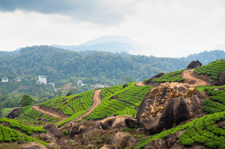 Landscape with tea plantation in Kerala, view over rolling garden hills, agriculture, fields in Munnar, South Indiaの写真素材
