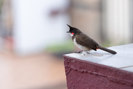 Red fronted bulbul bird sitting on a wall, Goa in South India, wildlife in urban environment,...