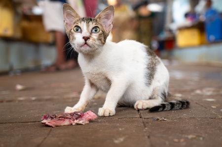Cat is eating fish on a seafood market in India, homeless kitten, abandoned and unhappy, stray petの写真素材