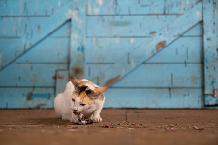 Cat is eating fish on a seafood market in India.