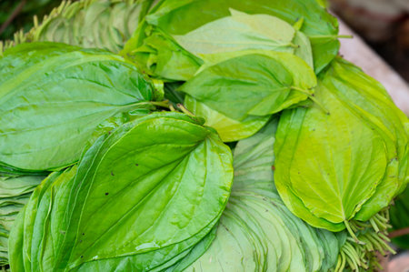 Betel leaves heap on a market in India, Piper betle used for chewing areca nut, Asian herbの写真素材