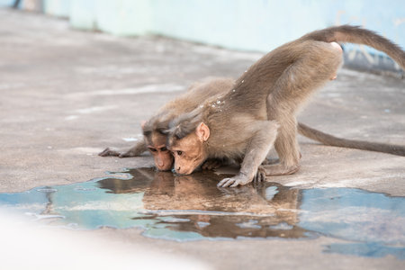 Barbary macaque ape, rhesus monkey drinking water from a puddle, wildlife and urban environment in Indiaの写真素材