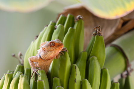 Indian Chameleon lizard peeking out of a bunch of bananas, wildlife and agriculture, reptile in banana plant, Chamaeleo zeylanicusの写真素材