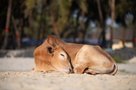 Sacred cow lying on the Colva beach in Goa, South India, palm trees on tropical west coast, relaxing animal, Arabian Sea in Asiaの写真素材