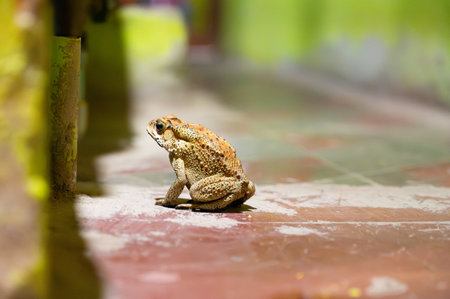 Asian black spined toad, Duttaphrynus melanostictus, invasive amphibian reptile, yellow brown color, dark spots and warts, Indiaの写真素材