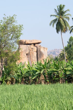 Boulders of Hampi with coconut trees, banana plantation and rice field, South India, travel destinationの写真素材
