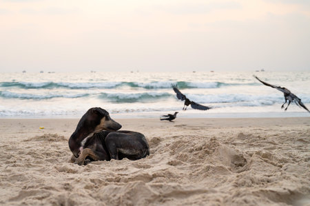 Homeless street dog relaxing on the beach of Goa, India, abandoned, stray pet, Indian pariah puppy by the seaの写真素材