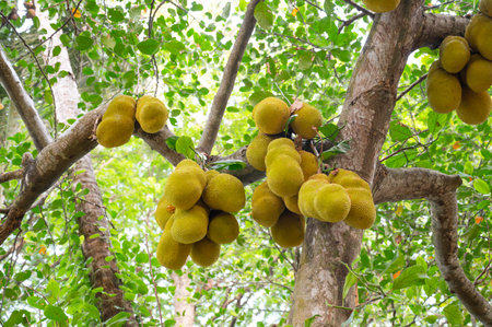 Green jackfruit or nangka growing on a tree, tropical fruit in India, food plantation and harvest