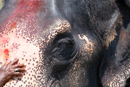 Hand of a man touching the Indian elephant, close up portrait, Tungabhadra river in Hampi, Karnataka...