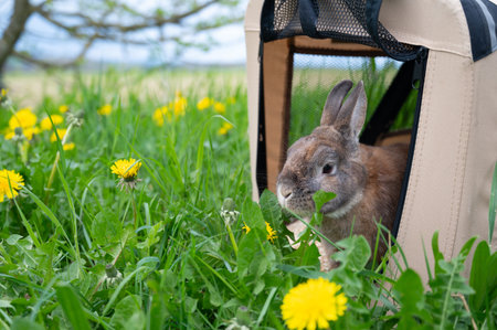 Domestic rabbit inside a pet transport bag on a spring meadow with fresh green grass and dandelion flowers, bunny in natureの写真素材